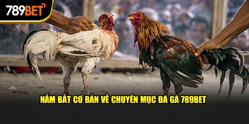 Nắm bắt cơ bản về chuyên mục đá gà 789bet